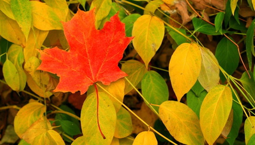 saundra parks red maple leaf
