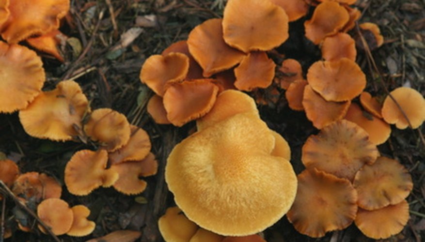 How to Identify Wild Mushrooms in Florida  Sciencing