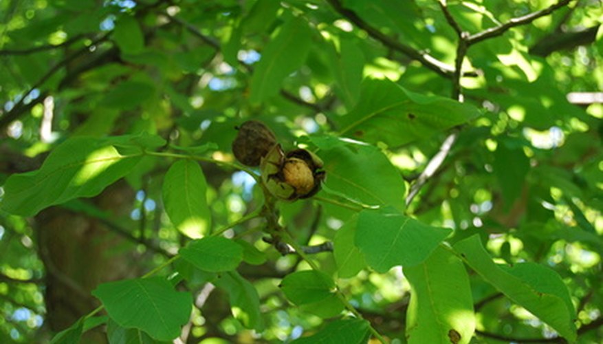 Identifying Walnut Trees | Garden Guides