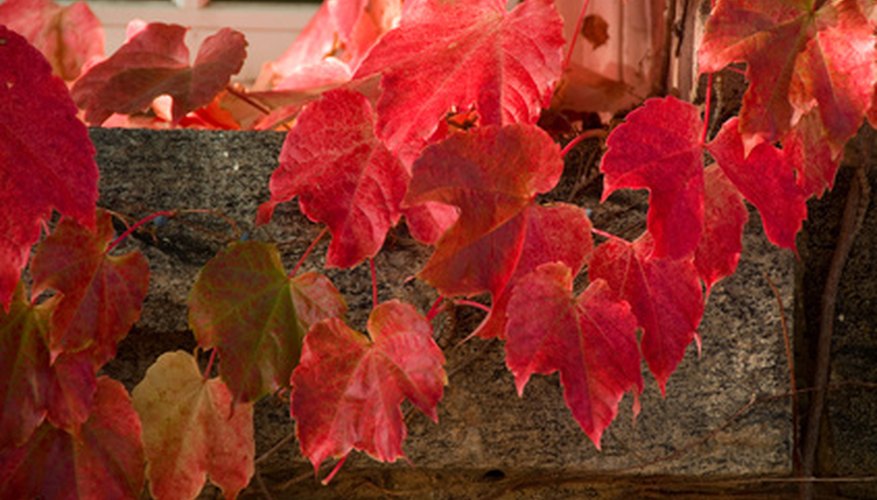 maple tree with 3 lobed leaves