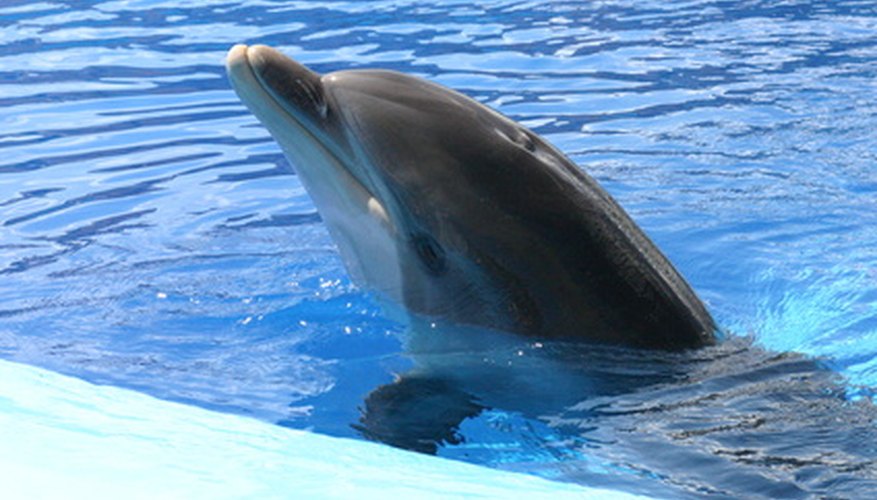 Los delfines utilizan un ecosonar para escuchar debajo del agua.