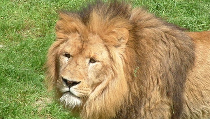 Los prados son el hogar del león.