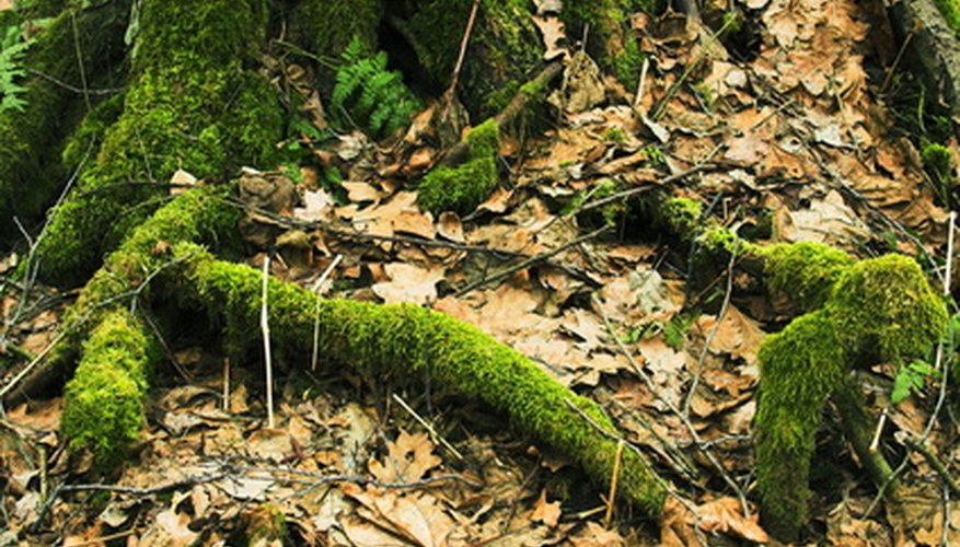 Las plantas no vasculares tales como el musgo, absorben el agua por ósmosis.