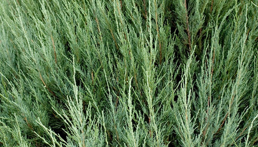 How To Fertilize Green Giant Thuja Garden Guides