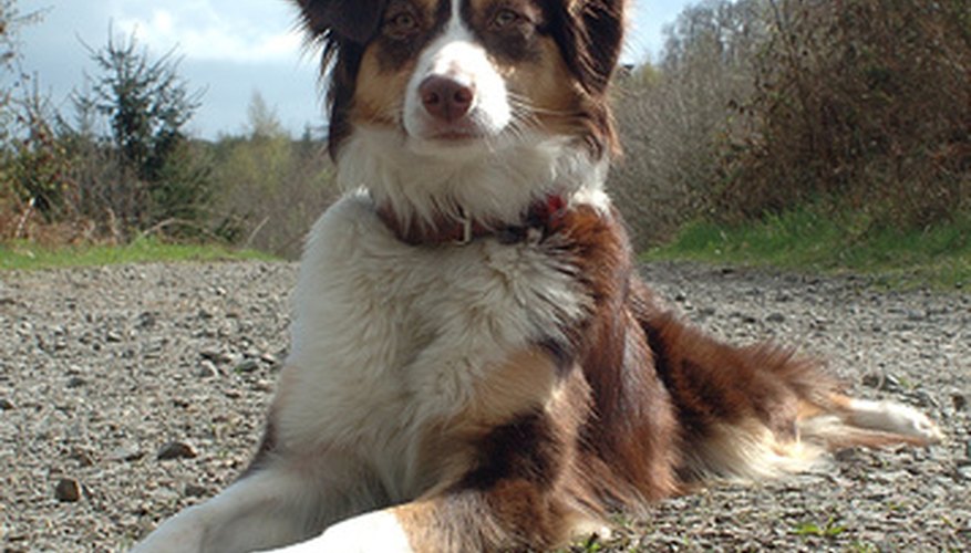 Photo Credit: hund image by Harald Soehngen from <a href='http://www.fotolia.com'>Fotolia.com</a> Despite the name, the Australian shepherd breed is an American dog.