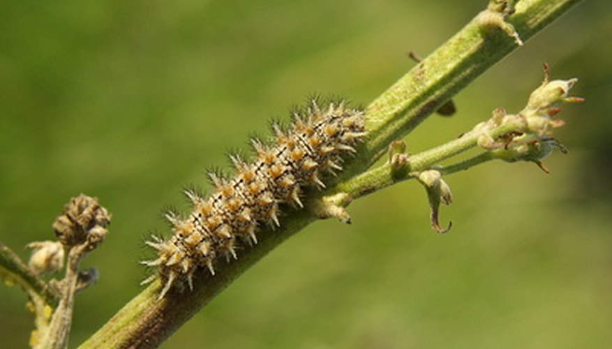 how-to-prevent-tomato-worms-on-your-plants-garden-guides