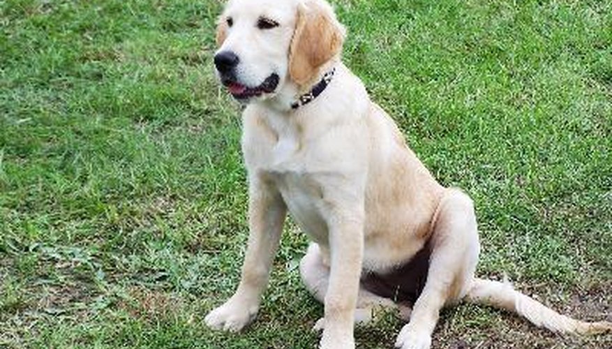 Photo Credit: warten auf frauchen image by Frank-Peter Funke from <a href='http://www.fotolia.com'>Fotolia.com</a> Your puppy will learn to wait for your cue on the stay table.