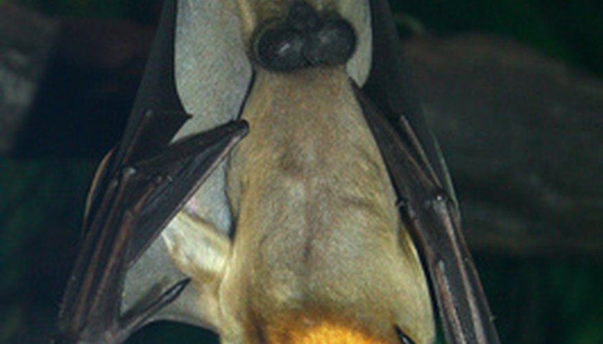 Photo Credit: Vampire Bat Hanging Upside Down image by Lucid_Exposure from <a href='http://www.fotolia.com'>Fotolia.com</a> Vampire bats have sharp fangs and drink blood, just like vampires of lore.