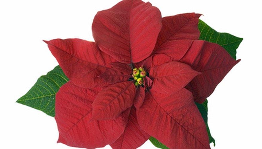 types-of-christmas-flowers-garden-guides