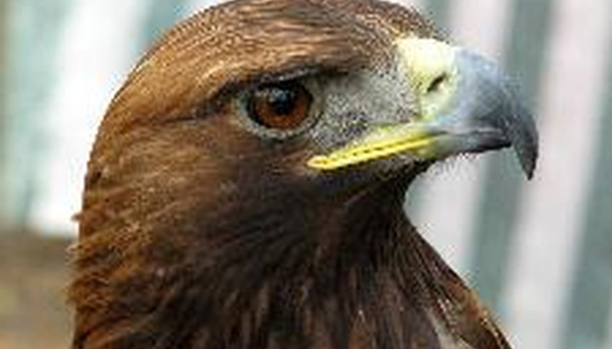 El águila real es un habitante del Gobi.