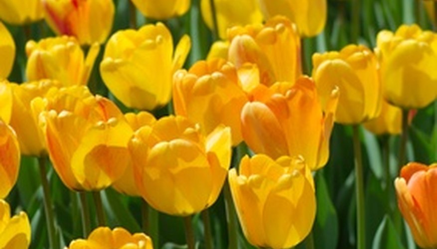 How to Identify Spring Bulbs | Garden Guides