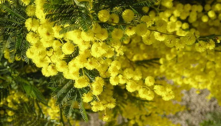 Toxicity of Mimosa Tree | Garden Guides