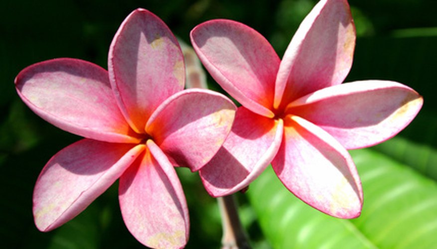 How to Grow Hawaiian Plumeria in Florida | Garden Guides