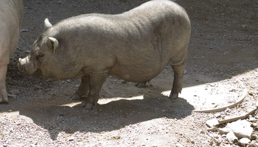 Photo Credit: pig image by michele goglio from <a href='http://www.fotolia.com'>Fotolia.com</a> Human fleas prefer the blood of people and pigs.