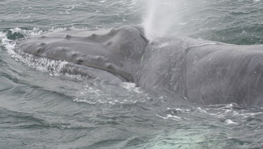 Las ballenas utilizan sonares naturales para navegar.