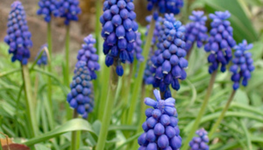 Early Blue Spring Flowers | Garden Guides