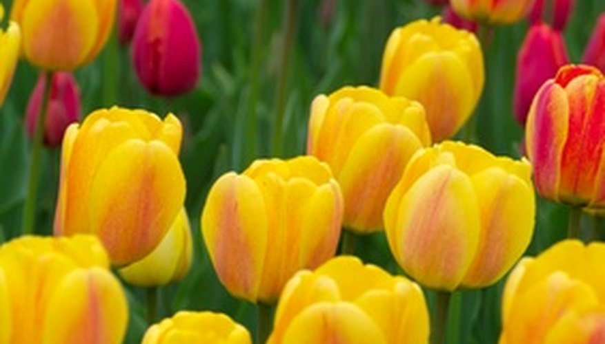 Flowers That Look Like Tulips | Garden Guides