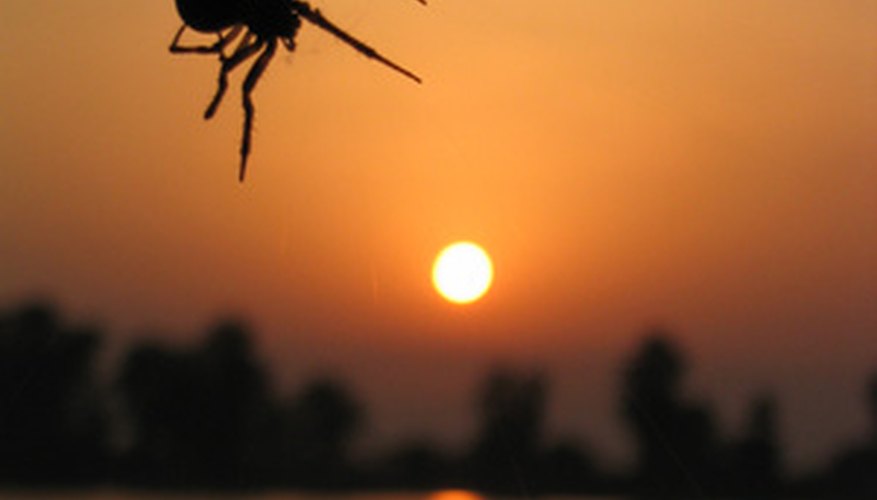 Arkansas has an assortment of spider species. Arkansas has an assortment of spider species.