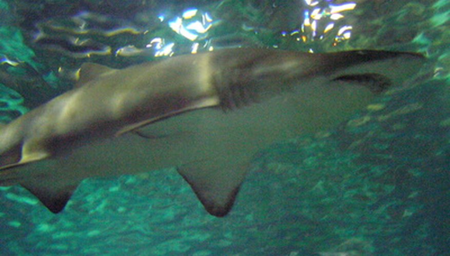 Sharks are among the top predators in the food chain.