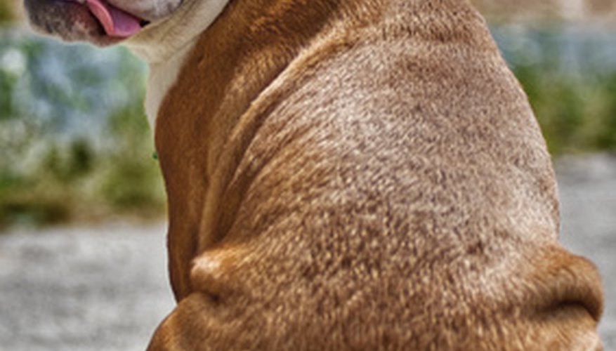 Photo Credit: Bully Backside image by Benjamin Huseman from <a href='http://www.fotolia.com'>Fotolia.com</a> Bulldogs have a reputation for being stubborn and strong.