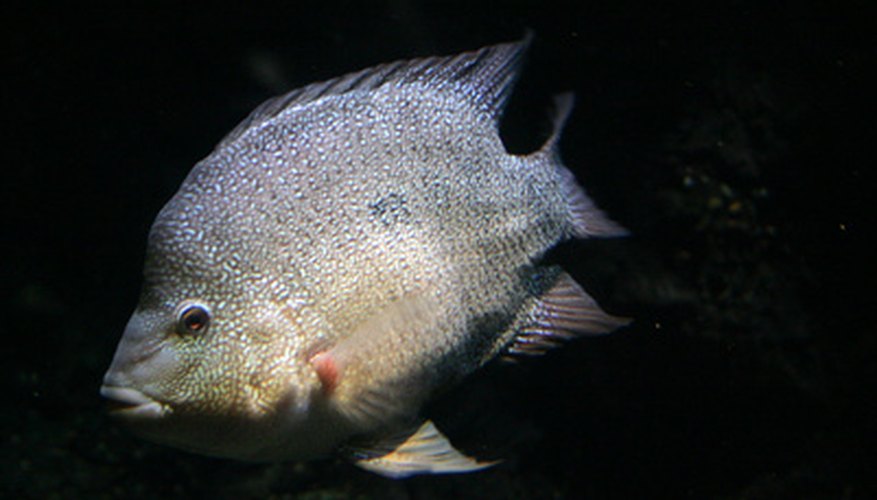 Tilapia are a commonly farmed fish Tilapia are a commonly farmed fish