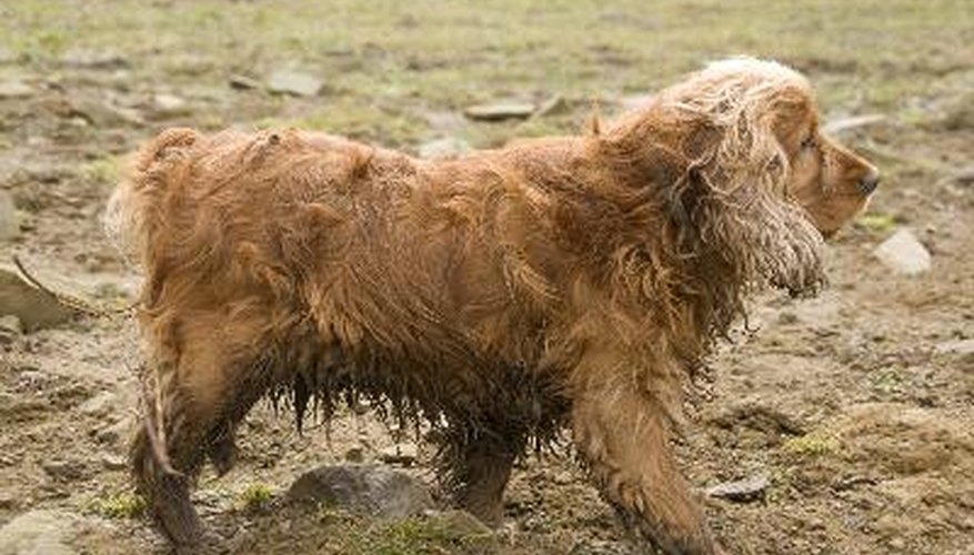 Photo Credit: Cocker Spaniel image by Zbigniew Nowak from <a href='http://www.fotolia.com'>Fotolia.com</a> Some cockers need bathing more often than others.