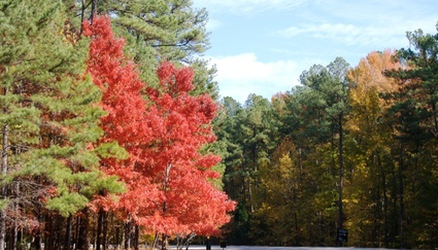 north-carolina-tree-leaf-identification-garden-guides