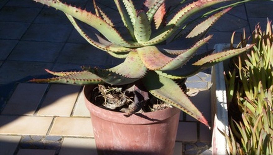 Brown Spots On Aloe Vera Plants Garden Guides
