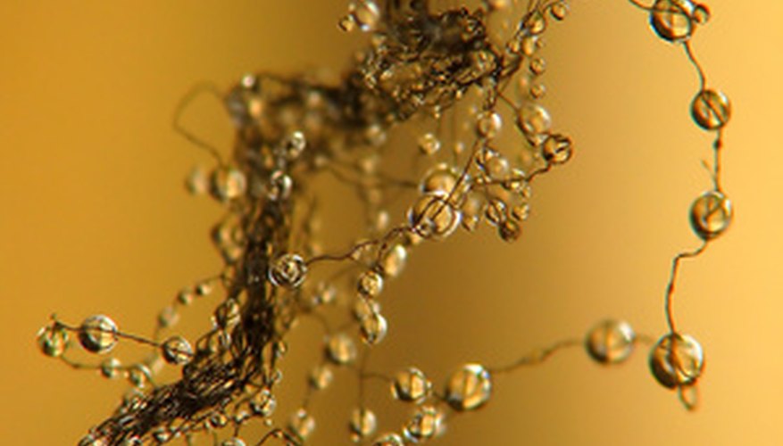 Photo Credit: DNA image by Czintos Ödön from <a href='http://www.fotolia.com'>Fotolia.com</a> A DNA fingerprint can be determined by the use of gel electrophoresis.