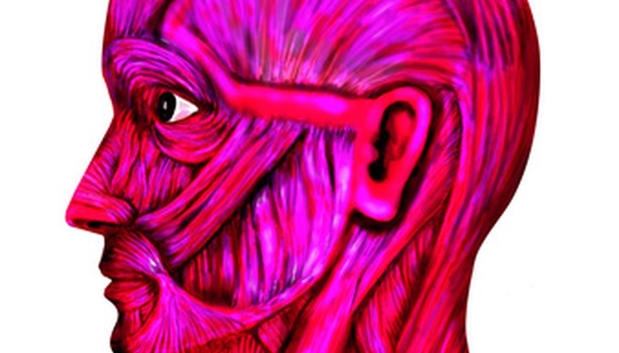 Photo Credit: facial muscular system image by patrimonio designs from <a href='http://www.fotolia.com'>Fotolia.com</a> Students can create a muscular system model using craft materials.