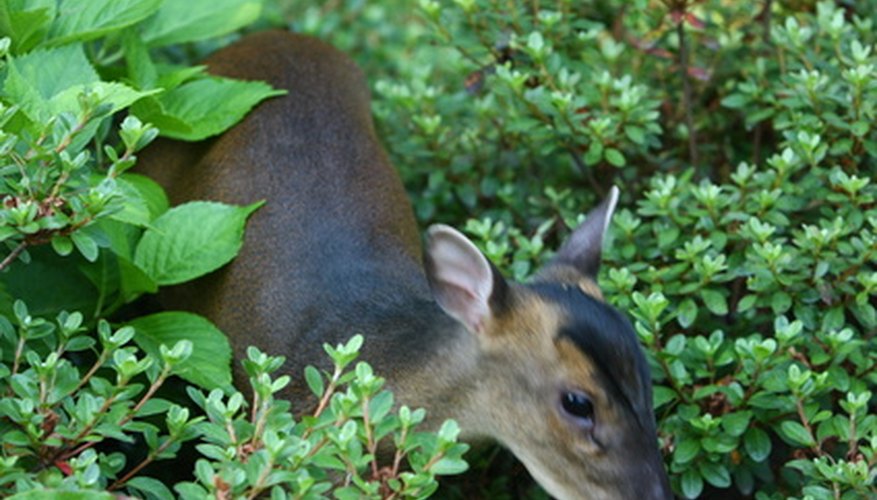 Plants & Flowers That Deer Will Not Eat | Garden Guides