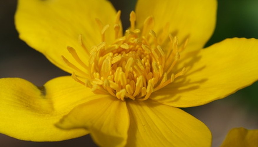 Significance of the Marigold Flower | Garden Guides