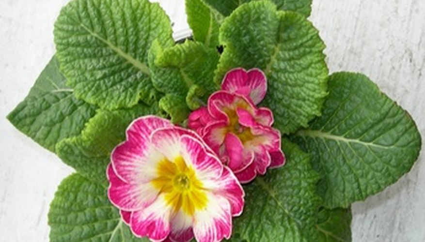 primrose-flower-meaning-garden-guides