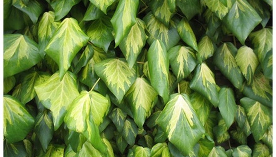 Identifying Ivy Varieties