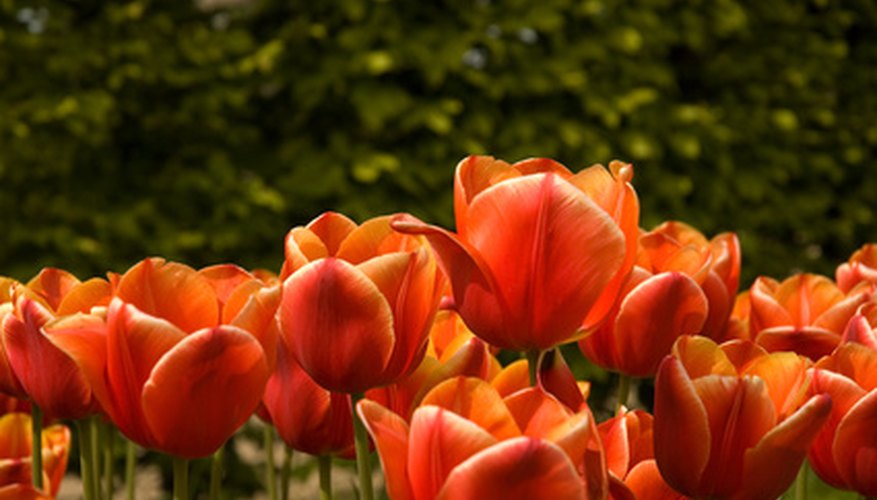 where-do-tulip-bulbs-come-from-garden-guides