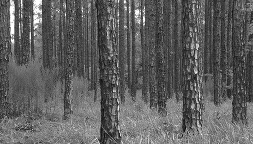 Photo Credit: Fir tree grove in south carolina image by Jorge Moro from <a href='http://www.fotolia.com'>Fotolia.com</a> Timber is just one of South Carolina's natural resources.