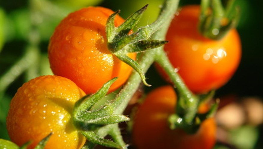 Growing Vegetables in Florida Garden Guides