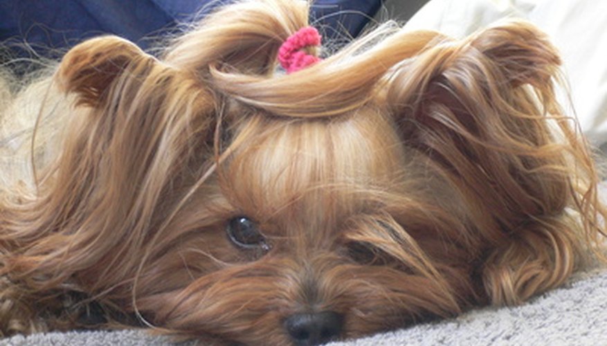 Photo Credit: yorkshire image by Karine Macchi from <a href='http://www.fotolia.com'>Fotolia.com</a> Yorkies do not always appreciate having their hair styled.
