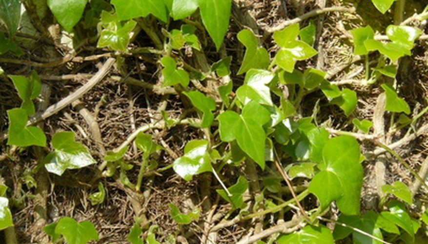 Identifying Ivy Varieties