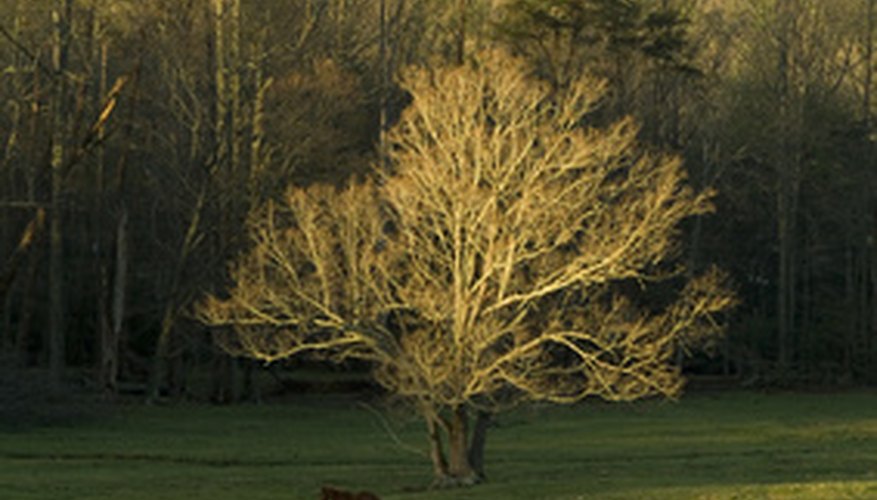 El índice de biodiversidad calcula el número de especies de plantas y animales en un medioambiente.
