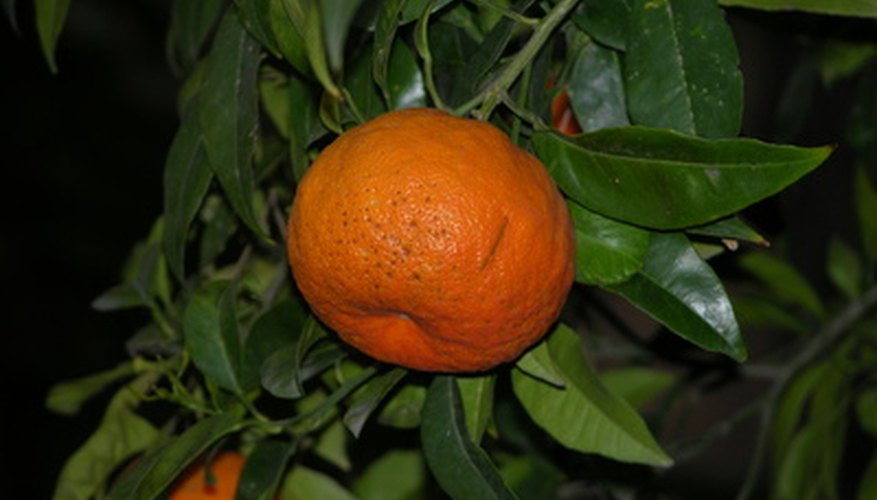 honey tangerine trees for sale near me