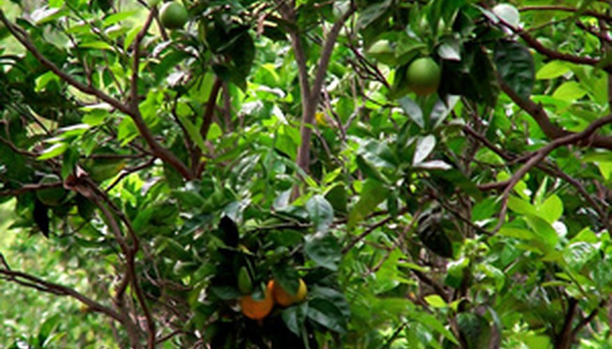 Organic Fertilizer for Citrus Trees | Garden Guides