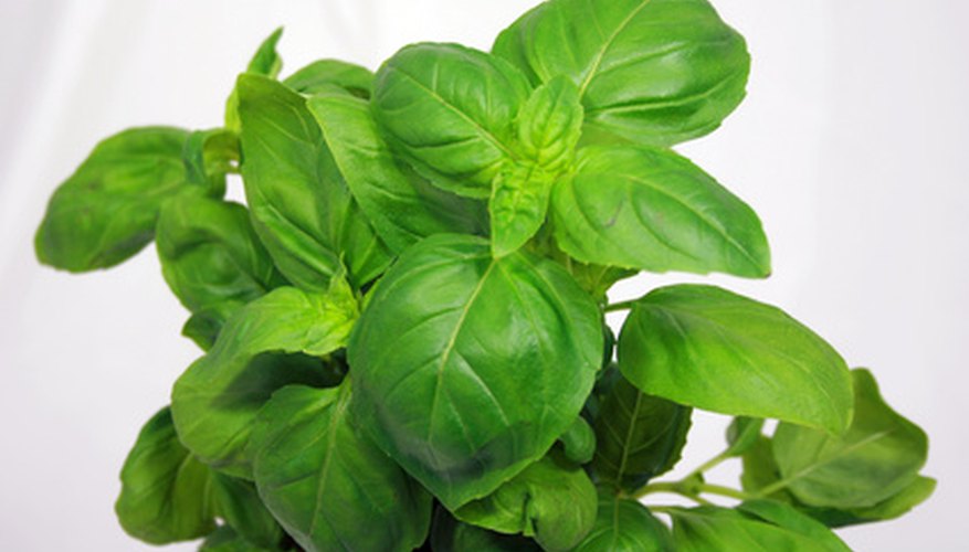 Why Is Your Basil Plant Turning Brown? Garden Guides