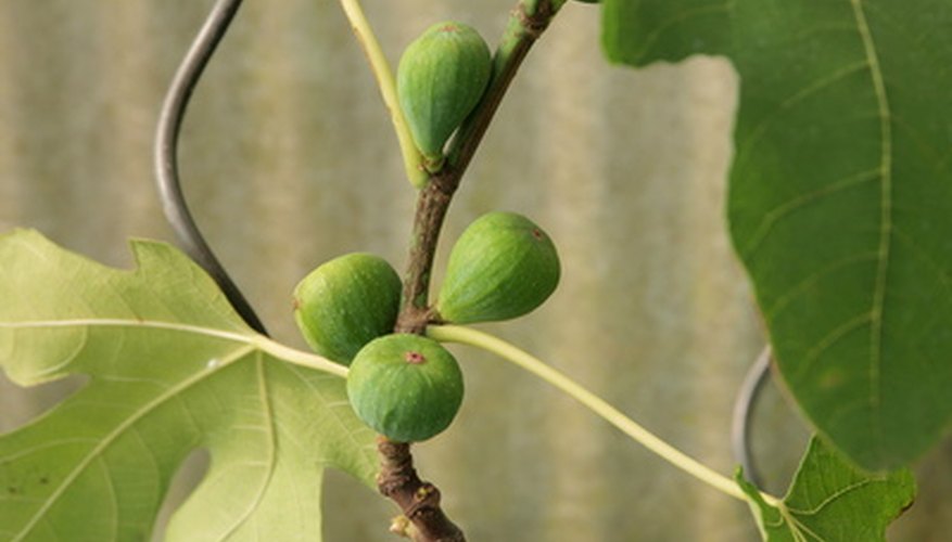 Leaf Shape Ficus Species Identification - The Coffee Table