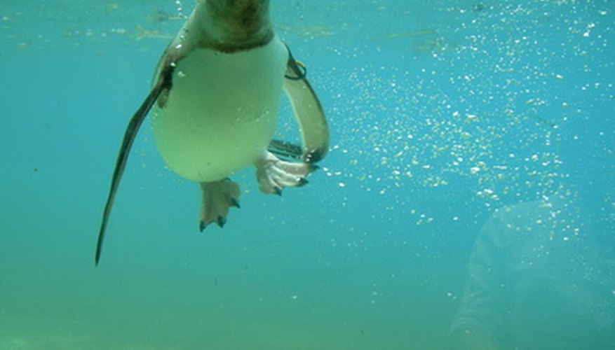 Aprende cómo nadan los pingüinos.