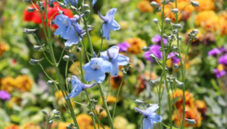 Flowers That Bloom in July and August Garden Guides