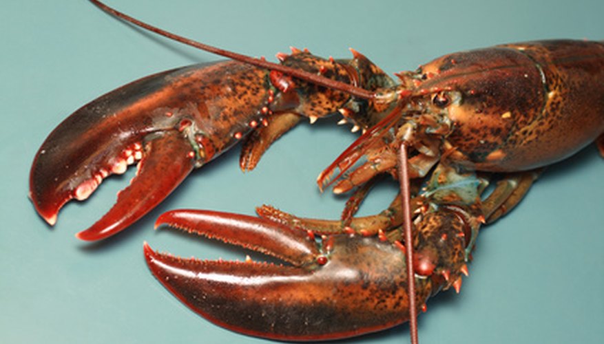 A lobster's two large front claws contain much of their meat. A lobster's two large front claws contain much of their meat.