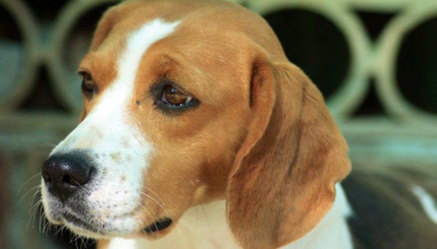 Photo Credit: Beagle image by Buffy1982 from <a href='http://www.fotolia.com'>Fotolia.com</a> Beagles have keen noses and are sometimes used for detection work.