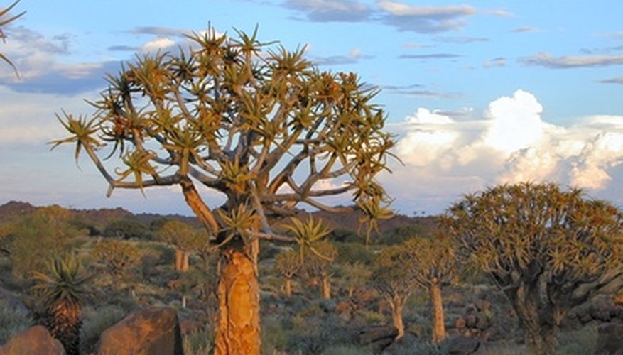 interesting-facts-about-desert-plants-sciencing