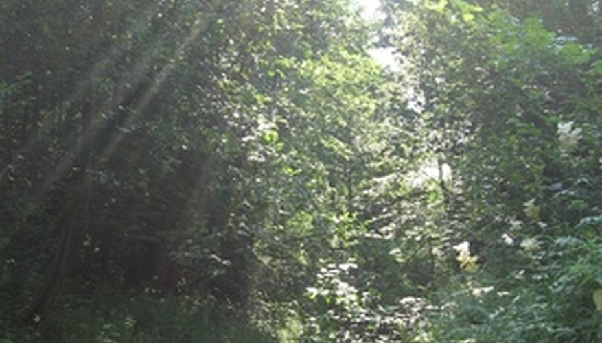 The sun provides the energy enabling plants to grow. The sun provides the energy enabling plants to grow.